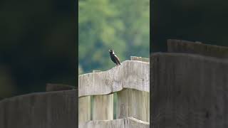 Bobolink [upl. by Reginald329]