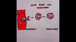 Phagocytosis and WBC phagocytosis wbc diapedesis education biology [upl. by Aelahs930]