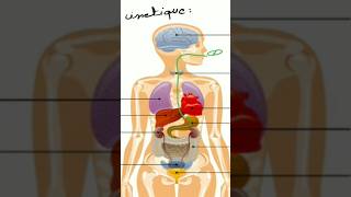 La pharmacocinétique science medecine biology pharmacologie [upl. by Llewon]