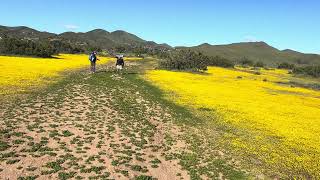 Pct 2024 amazing trail bloom in Vasquez rocks area [upl. by Nadabas750]