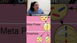 DIFERENCIAS ENTRE MITOSIS Y MEIOSIS mitosis meiosis biologia biolyl institutobiolyl [upl. by Avad]