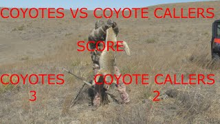 Coyotes VS Coyote Callers [upl. by Kathie404]