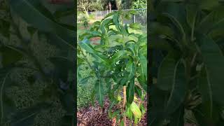 Pruning update Why tip a mango tree [upl. by Fennelly]