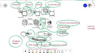 Ectocarpus Algae Lecture for BS Botany Zoology Chemistry [upl. by Arrec]