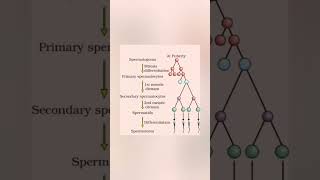 spermatogenesis diagram [upl. by Eizeerb81]