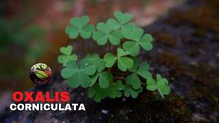 Oxalis Corniculata Creeping Wood Sorrel [upl. by Akiraa]