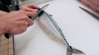 GRAPHIC  How to fillet a fish  Mackerel  Japanese technique  サバのさばき方 [upl. by Yren]