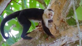 Capuchin Monkeys  Wild Caribbean  BBC Earth [upl. by See]