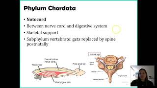 Phylum Chordata [upl. by Denae369]