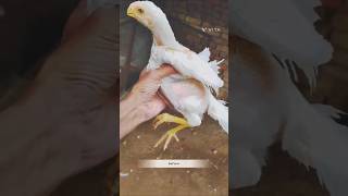 Parrot beak aseel trending youtubeshorts chicken birds aseelmurga [upl. by Ettenil]