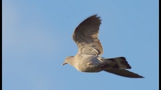 The Shooting Show  pigeon decoying in Essex [upl. by Starlene720]