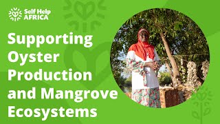 Supporting Oyster Production and Mangrove Ecosystems in The Gambia [upl. by Eniamej431]