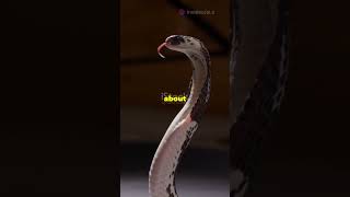 5 Shocking Facts About Black Cobras snake science science animals viralshorts youtubeshorts [upl. by Olwena]