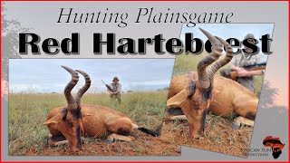 Red Hartebeest hunting in South Africa [upl. by Nakhsa561]