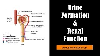 Basic mechanism of Urine formation amp Renal Function [upl. by Aihk]