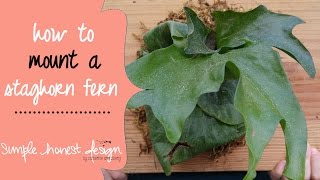 How to plant a staghorn fern  SimpleHonestDesign [upl. by Demaria]