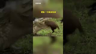 Why is the Capybara not afraid of crocodiles Changsha Zoolung Large Indoor Zoo Capybara Capybar [upl. by Narak]