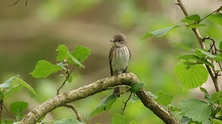 Singing SPOTTED FLYCATCHER in the Wyre Forest [upl. by Fulmis]