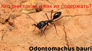 Обзор вида муравьев Odontomachus bauri Гость на канале [upl. by Holmen]