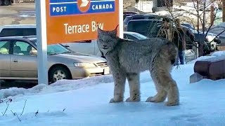 Lynx spotted at post office [upl. by Nylzor]