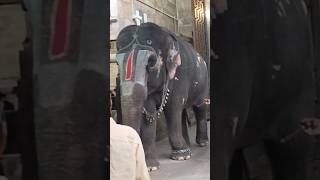 ஆண்டாள் ஸ்ரீரங்கம் யானைஅழகு நடையிட்டு வந்த Andal sriramgam elephant 🐘 enjoying பொரி உருண்டை [upl. by Adnawat]