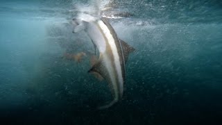 The Fish of a Lifetime  Fishing for Cobia [upl. by Nikola]