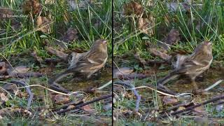 Redpoll  3d content  cross view [upl. by Karlotta674]