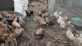 Raw UnCut Look at Raising Bobwhite Quail Chickens amp Hatchery [upl. by Gasser281]