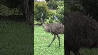 The Last Refuge of the Coastal Emu [upl. by Spevek618]