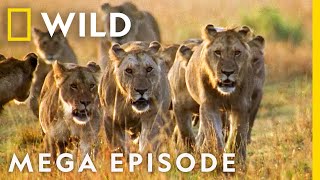 Worlds Deadliest MEGA EPISODE  Season 1 Full Episodes  Nat Geo Wild [upl. by Kelsi]