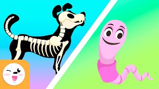 Vertebrate and invertebrate animals  Educational videos for kids [upl. by Annaear]