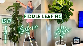 Pruning Fiddle Leaf Fig To Encourage Branching  How to Propagate  Ficus Lyrata [upl. by Ruiz]