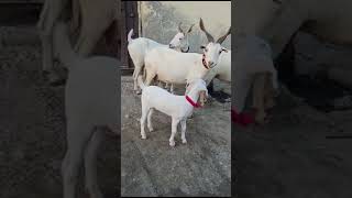 Hayerabadi tapri goats 🐐 [upl. by Appel]