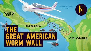 Why the US Drops 147 Million Worms On Panama Every Week [upl. by Yhpos]