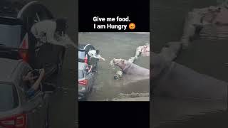 I am Hungry 🤤🤤 l shorts dog video funny [upl. by Krakow]