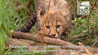 GeneticallyValuable Cheetah Cub gets Help  Cincinnati Zoo [upl. by Ula]