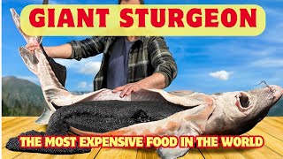 How Sturgeon Caviar is Farmed and Processed [upl. by Eiramanna]