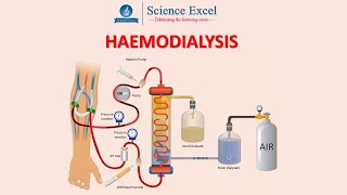 Haemodialysis  Science Excel [upl. by Redle454]