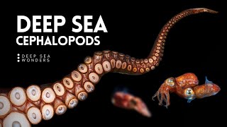 The Unique Biology of Cephalopods [upl. by Toogood66]