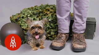 The Tiny Dog Who Became a World War II Hero [upl. by Pendleton757]