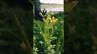 Tanaman Cleome Viscosa [upl. by Elyc]