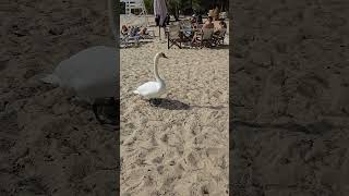 🇬🇷 See What You Can find on Paralia Koukounaries 🥰 shorts greece skiathos beach swan sunnyday [upl. by Kam]