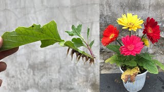 How to propagate Gerbera flowers from leaves is very simple [upl. by Seyer]