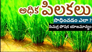 varilo pilakalu  అధిక పిలకలు రావాలంటే ఏం చేయాలి  varilo adika pilukalu sadinchadam ela [upl. by Edythe]