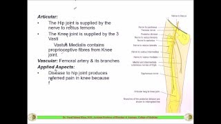 FEMORAL NERVE  Anatomy  Dr Yusuf [upl. by Ahsienaj90]