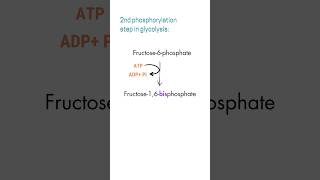 Fructose16biphosphaste [upl. by Viviana325]