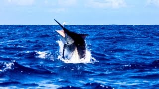 1200lb Black Marlin Cairns Grander Hot Shot Charters [upl. by Autry]