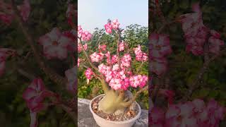 Adenium arabicum desert rose  garden wild xerophytic plant [upl. by Oberon]