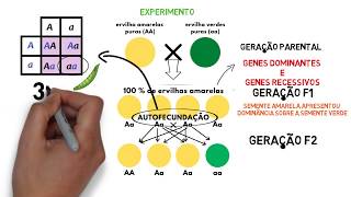 RESUMO EXPERIMENTO 1 lei de Mendel [upl. by Aprile]