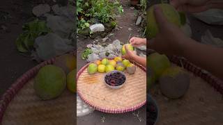 Bisa panen buah terus di pekarangan tanam ini saja berkebun kebun gardening garden mulberry [upl. by Nahtnanhoj]